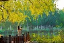 大象传媒app网页地址-探索大象传媒app，数字时代的文化传播新阵地